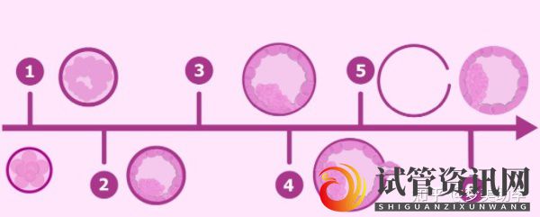 囊胚发育流程是怎样的,囊胚培育受哪些因素影响(图5)