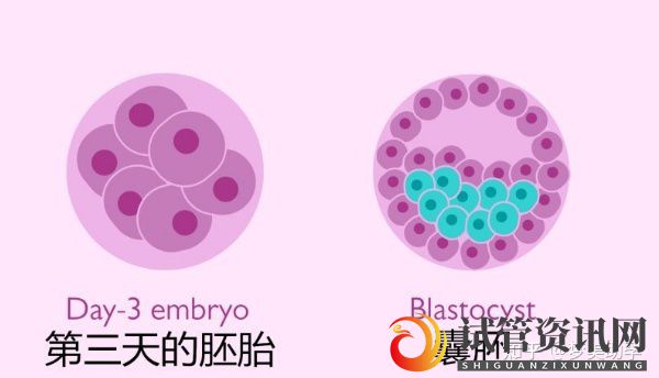 试管资讯网:囊胚发育流程是怎样的,囊胚培育受哪些因素影响(图1)