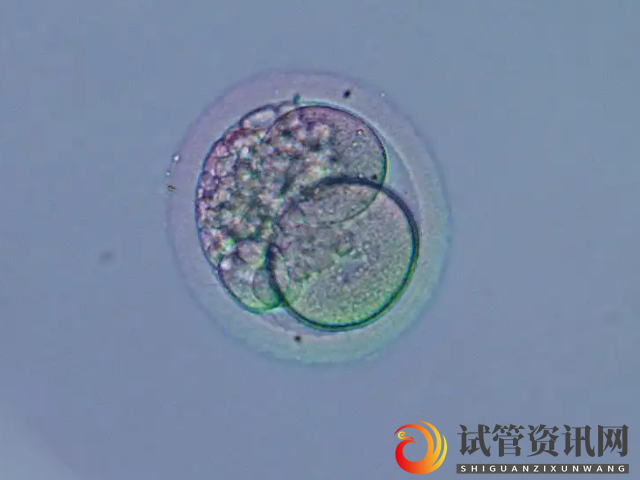 胚胎细胞表示胚胎卵裂的速度