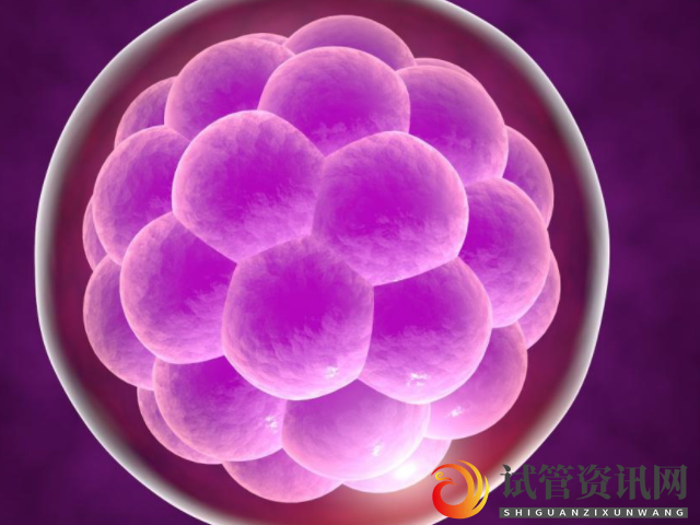 1至2期的囊胚属于早期囊胚