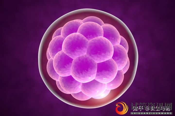 试管婴儿养囊是什么意思,胚胎培养3天和5天的区别(图2)