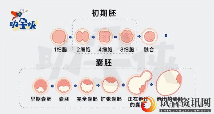 试管婴儿要不要养囊_先教你三招提高卵子质量(图1)