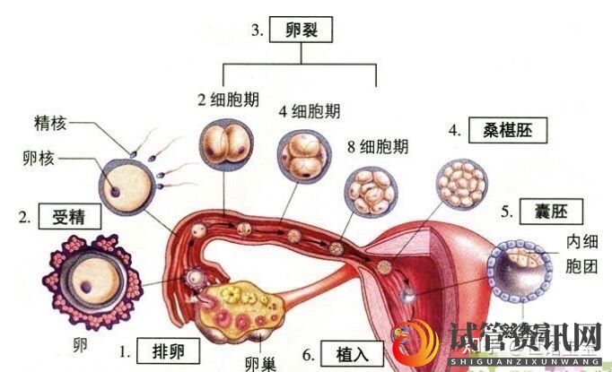 什么是囊胚,为什么越来越多人选择养囊(图3)