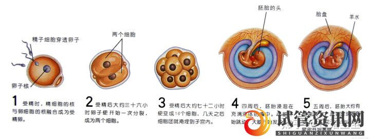 什么是囊胚,为什么越来越多人选择养囊(图5)