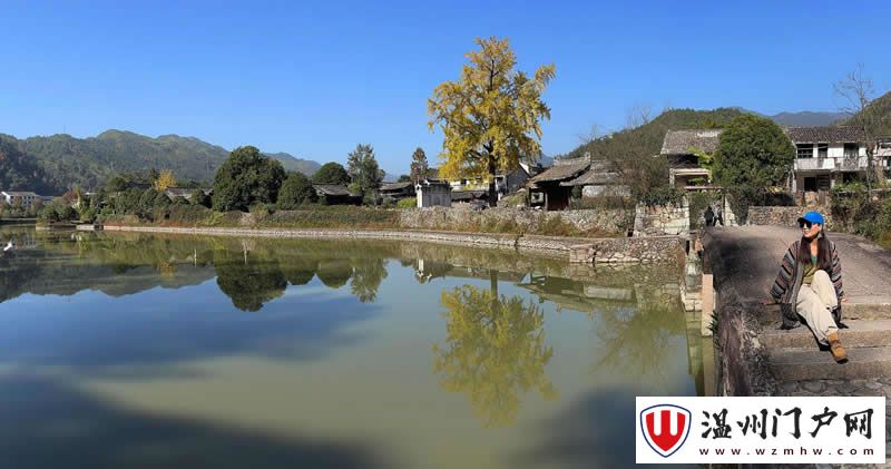 千年屿北 银杏黄了