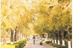这些地方银杏飘金，总有一个离你家近